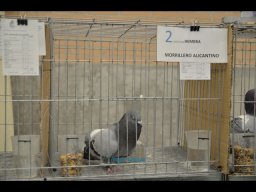 Concurso de Palomas 2012